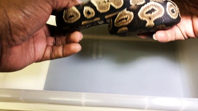 MY FIRST VLOG EVER / BALL PYTHON COLLECTION 1 OF.....???? смотреть онлайн