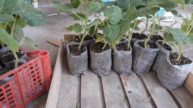 Саженцы Павловнии. смотреть онлайн