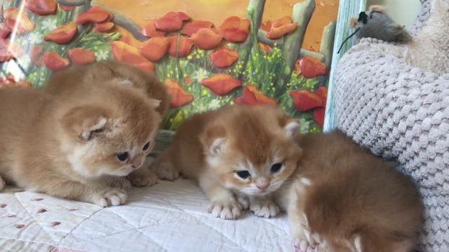 🙀🤩😻ЗОЛОТЫЕ МЕДВЕЖАТА КОТЯТА🧡🧡🧡ПЕРВЫЕ ШАГИ🌞🧡😺 смотреть онлайн