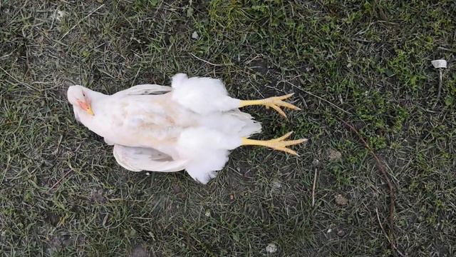 Как загипнотизировать курицу смотреть онлайн