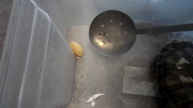 КРАСНОУХАЯ ЧЕРЕПАХА СНЕСЛА 2 ЯЙЦА!!!РОДЫ ЧЕРЕПАХИ!!! смотреть онлайн