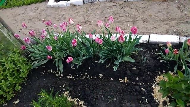 Утренний обзор сада ( тюльпаны,ирисы) смотреть онлайн