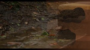 Дождевые черви   Познавательное видео про дождевых червей   Удивительный мир беспозвоночных