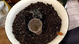 Состояние рассады томатов. Перевалка и работа над ошибками.