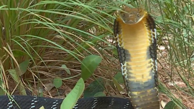 Bjørn Ormstad : Ophiophagus hannah, King cobra.wmv смотреть онлайн