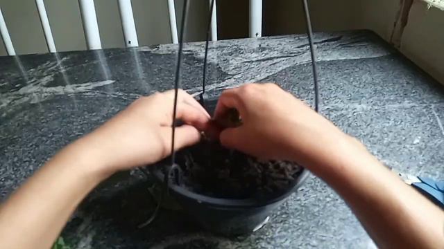 JIBÓIA PRATEADA, Como Fazer Mudas ? смотреть онлайн