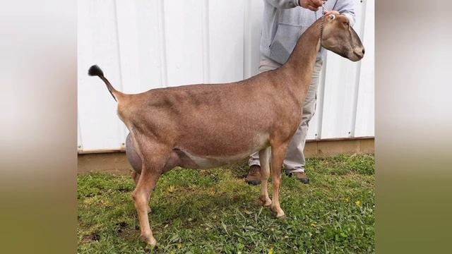 порода коз ламанча? смотреть онлайн