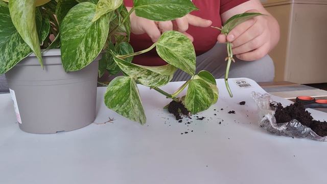 🌿TECHNIQUE DE BOUTURAGE - le marcottage aerien - marble queen Pothos смотреть онлайн