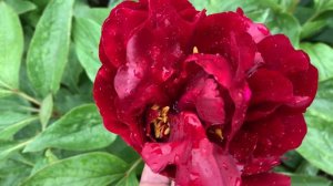 Peony VALKYRIE (Seidl"s seedling) , channel YouTube : ПІВОНІЇ - ВСЕ ПРО НИХ