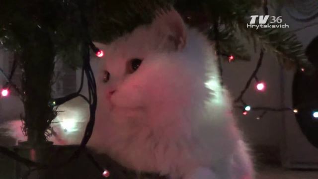 Новогодний Белый кот смотреть онлайн