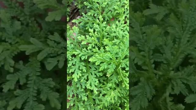 🌱 Selaginella Kraussiana Plant Or Spike Mosses Or Moellendorffi  #green #plant