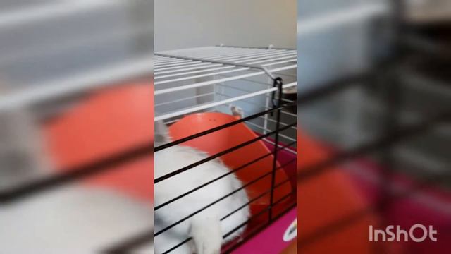 Как приручить кролика к команде СУСЛИК🐰 смотреть онлайн