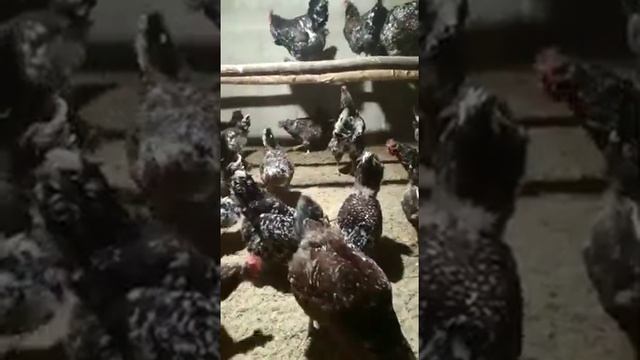 Ливенские ситцевые куры смотреть онлайн