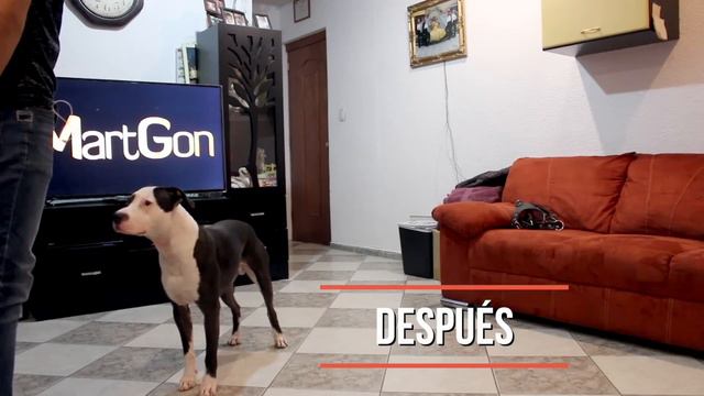 La PRIMERA ORDEN que DEBES ENSEÑAR a un PERRO - MartGon смотреть онлайн