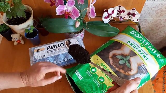 Дуб а ты знаешь супер способ посадки Очень просто Рассада дуба Oak Мы разумные люди!! смотреть онлайн