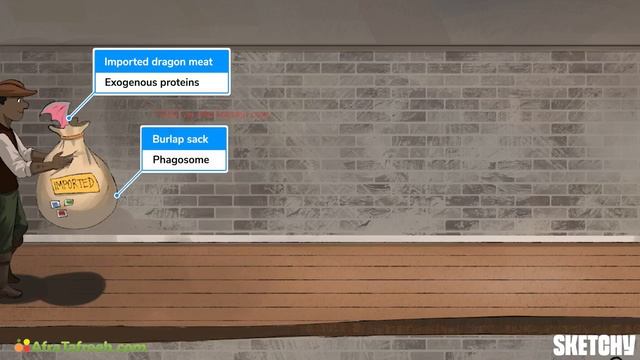 59 — Antigen Processing & Presentation To T-Cells