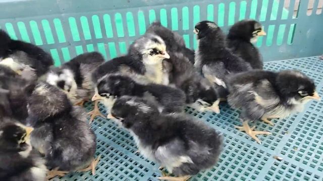 Цыплята пушкинской курочки и петуха фавероль.