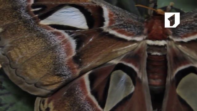 Утро. Lite / Выставка бабочек в Кишиневе смотреть онлайн