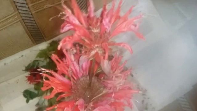 Монарда лечебное растение смотреть онлайн