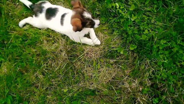 Гуляю с новим собакеном на дворе!!?? смотреть онлайн