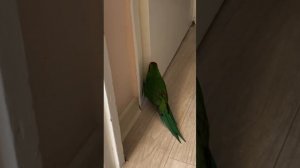 Я нервничаю постите меня к хозяину #shorts #kakariki