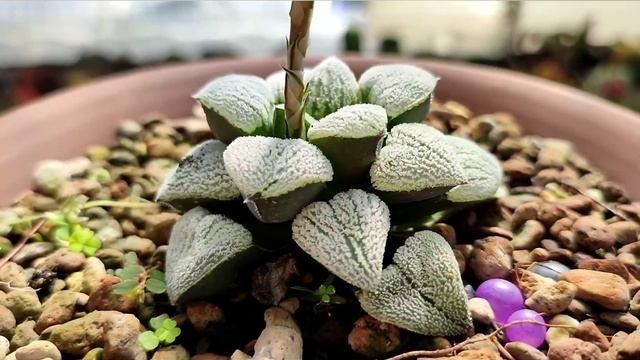 Haworthia Picta Pandora - Cacti Succulent Review