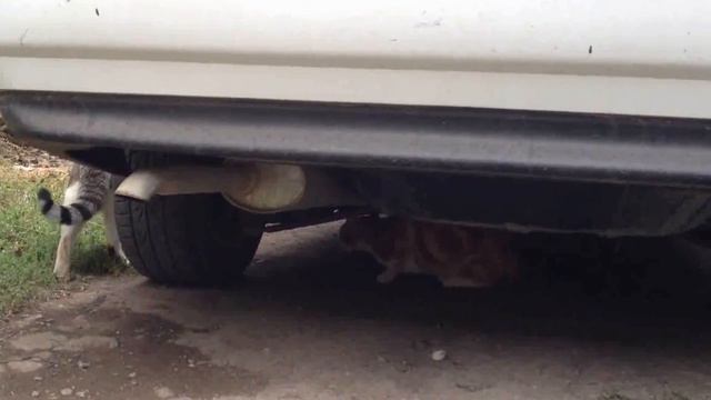 Кошки громко матерятся / Cats use foul language смотреть онлайн