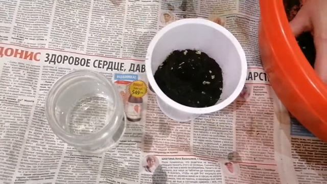 Пересадка фуксии в домашних условиях смотреть онлайн