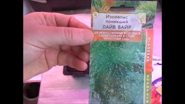 Посеяла семена цветов 1 декабря. смотреть онлайн