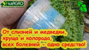 ПОЛОЖИТЕ ЭТО В ЛУНКУ 1 РАЗ И БУДЕТЕ СПОКОЙНЫ ЗА РАССАДУ и УРОЖАЙ!