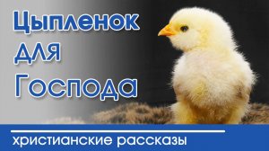 ИНТЕРЕСНЫЙ РАССКАЗ "Цыплёнок для Господа" | Христианские рассказы|  2020