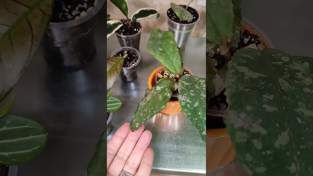 Реанимация Хойи Ундулаты прошла успешно! смотреть онлайн