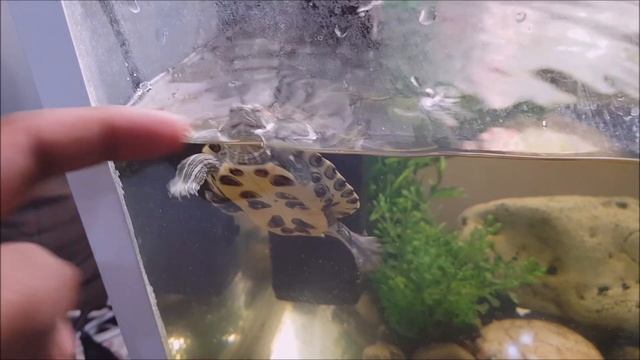 Setting up New and Improved Turtle Tanks смотреть онлайн