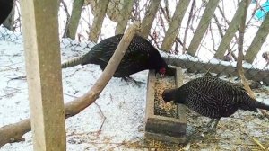 Содержание фазанов в домашних условиях зимой. #разведение_фазанов #содержание_фазанов #фазаны