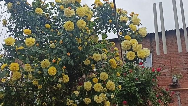 Плетистая роза Голден Шауэрс! смотреть онлайн