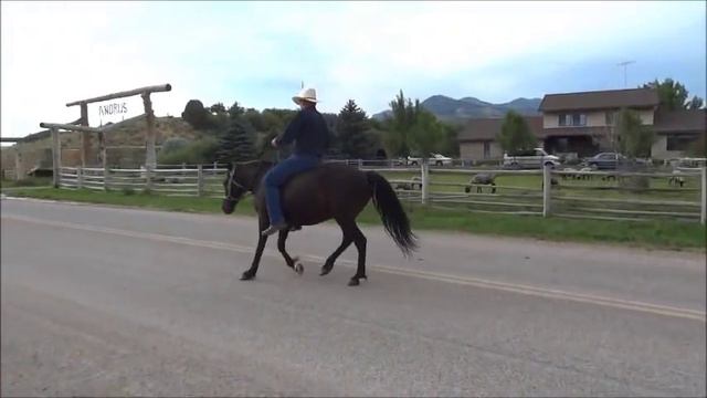 Jim Andrus' Gaited Horses смотреть онлайн