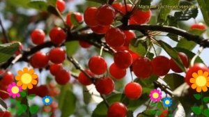 Вишня Шпанка брянская. Краткий обзор, описание характеристик prunus cerasus Shpanka bryanskaya