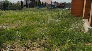 Посадил клевер газон в глину! Вот что у меня получилось! Вторая часть!  Как правильно сажать клевер