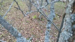 Лишайники на плодовых деревьях.Надо ли бороться с лишайниками?