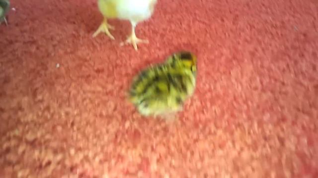 Маленькие перепелки смотреть онлайн