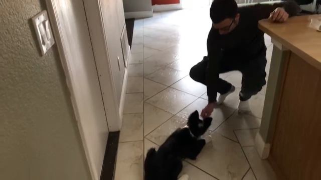 Джесси😘.Первый день изучения команды сидеть. смотреть онлайн