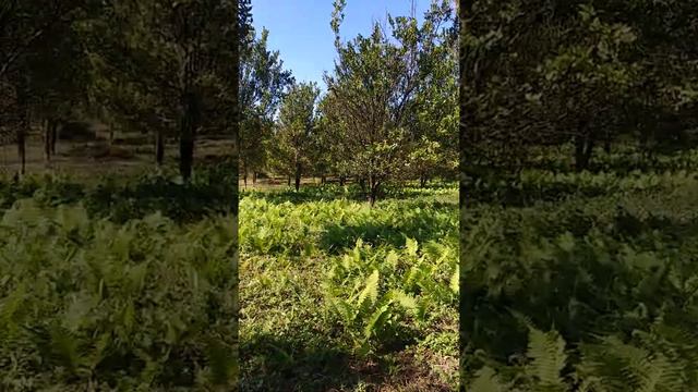 Orange plantation... смотреть онлайн