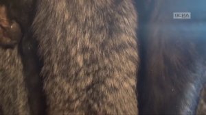 Покровская звероферма