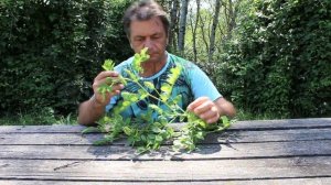 Астрагал - растение которым лечили генсеков