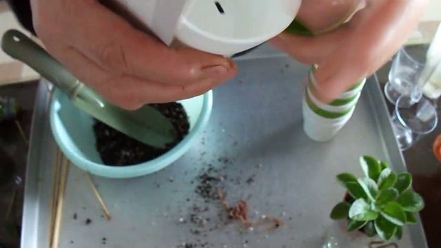 271. Menekşelerde Altı Ayda Toprağını Değiştirmek Lazım .