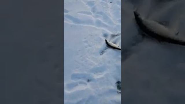 Байкал первая рыбалка, куча впечатлений и год ожиданий! Baikal fish смотреть онлайн