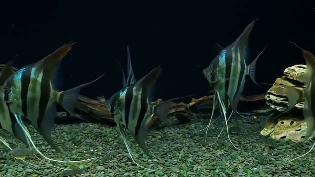 Альтумы Ориноко от Bình Nguyễn