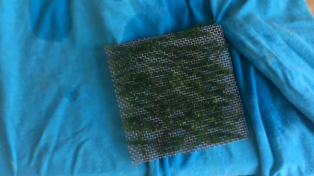 Мох Districhphyllum Maibarae