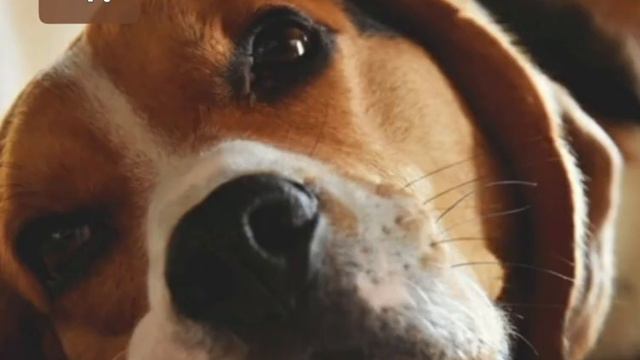 Уход за щенком| Что купить для щенка| В доме появился щенок смотреть онлайн