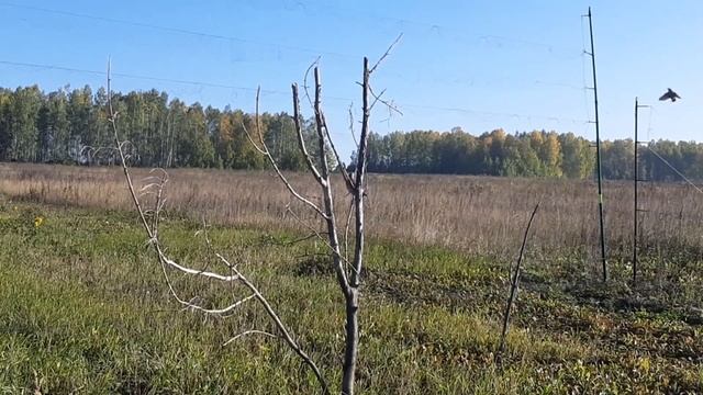 Ловля дрозда дерябы смотреть онлайн